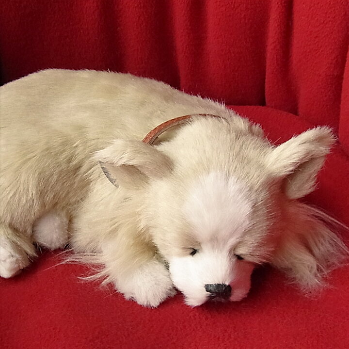 楽天市場 パーフェクトペット チワワ ロング クリーム ぬいぐるみ 犬 いぬ イヌ リアル 本物 そっくり ニニアンドキノ