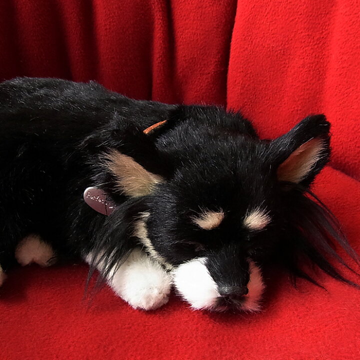 楽天市場 パーフェクトペット チワワ ロング ブラックタン ぬいぐるみ 犬 いぬ イヌ リアル 本物 そっくり 犬のぬいぐるみ ちわわ 動物 アニマル 誕生日プレゼント 犬好き プレゼント クリスマス ペットロス 可愛い かわいい ギフト お見舞い ワンちゃん わんちゃん