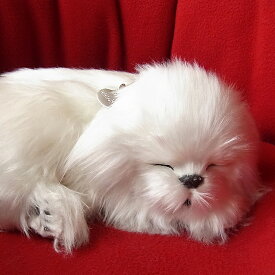 楽天市場 犬 ぬいぐるみ マルチーズの通販