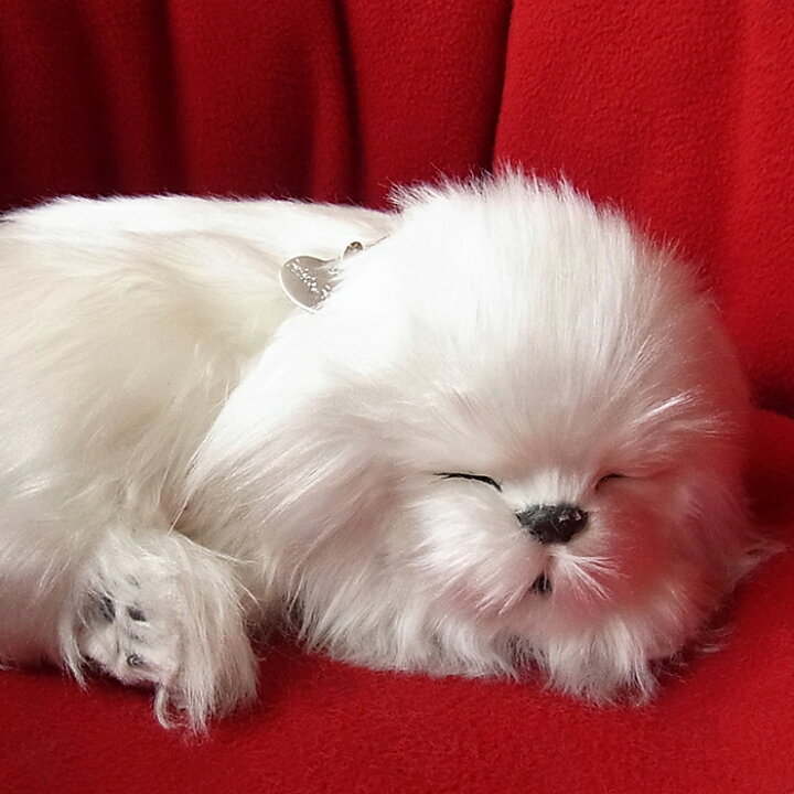 楽天市場 パーフェクトペット マルチーズ ぬいぐるみ 犬 いぬ イヌ リアル 本物 そっくり ニニアンドキノ