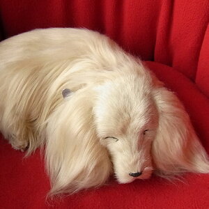 悤Ɍċz p[tFNgybg (TCY) _bNXth O (CG[ S[h) _bNX ʂ A {   ybgX  Mtg v[g 