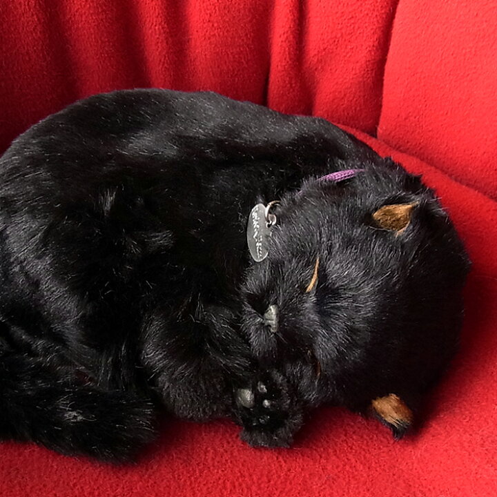 楽天市場】ニニアンドキノ パーフェクトペット (小サイズ) 黒猫 