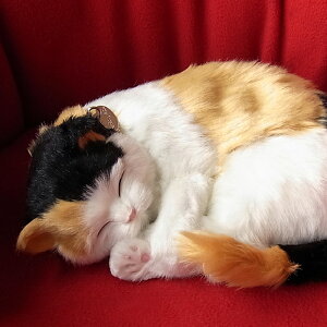 悤Ɍċz p[tFNgybg (TCY) OєL (x[W) ʂ A { L  ybgX  Mtg v[g 蕨 CeA Ϗܗp jjAhL