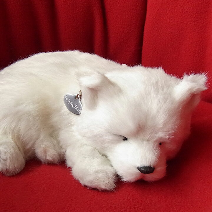 楽天市場 パーフェクトペット 北海道犬 白柴犬 ぬいぐるみ 犬 いぬ イヌ しば シバ リアル 本物 そっくり ニニアンドキノ