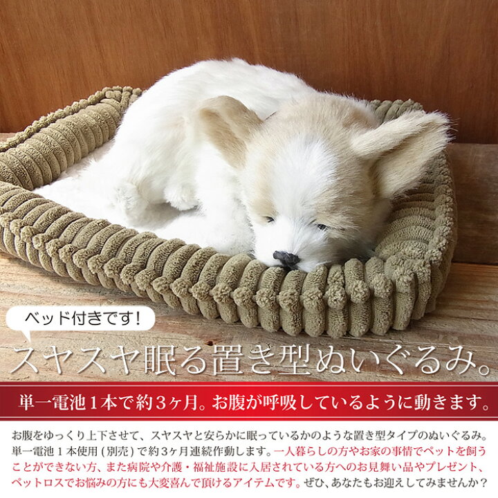 楽天市場 パーフェクトペット チワワ スムース ぬいぐるみ 犬 イヌ いぬ ぬいぐるみ リアル 本物 そっくり ペット ニニアンドキノ