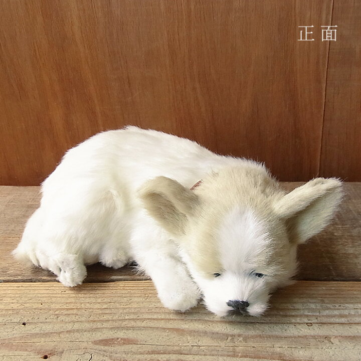 楽天市場 パーフェクトペット チワワ スムース ぬいぐるみ 犬 イヌ いぬ ぬいぐるみ リアル 本物 そっくり ペット ニニアンドキノ