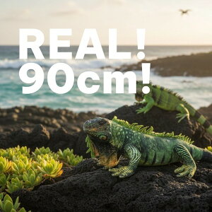 WILD REALS �C�O�A�i 90cm �ʂ������ | ���A�� �{����������