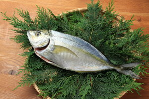 hg [蒷苙`YHcn] uhI䂤V}AW1 1kg`1.3kg(A؎) /N  D  AW Ȉ ܂