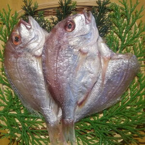 茧Y Ђ   O Mtg RY 񂱑⎬(L) 180g×2