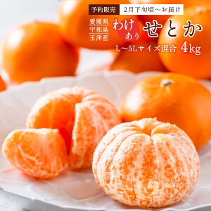 ƂE󂠂iE4kg L~5LTCY  ʕ ʒÊky y͂:2{`zz/݂ ~J ƒp  t[c {̉ʕ Y Q ʌ \̔