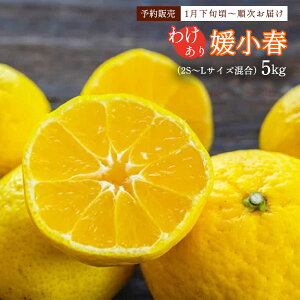 QY݂ 5kg [ʒÊky] Qt 󂠂i 5kg 2S`LTCY y:1{`z/t[c ݂ ~J Ђ߂͂ 󂠂 5kg TCY Y݂ Yn QY 