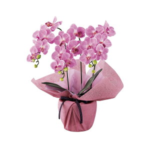 SC�G�}���H �~�j�Ӓ����O�{�����i�A�[�e�B�t�B�V�����t�����[�j �t���b�V���s���N minipo-fp�y�k�C���E���ꌧ�E���� �z���s�z