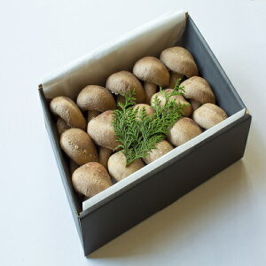 őZbg G15 _g@lTGXt@[ 茧 RLȓ쓇ňSEŜőB