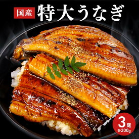 うなぎ 九州産 特大うなぎ 蒲焼 3尾 （1尾200g） 箱なし 鰻 ウナギ 国産 大きい かば焼き お取り寄せグルメ 国産うなぎ