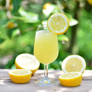 MIKADO LEMON Sparkling lemon sake ϔ L[  Xp[NO  LY  Xp[NO { đ {Xp[NO