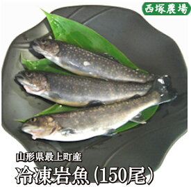 山形県産 冷凍岩魚 150匹（腹抜き) 　 焼き魚・揚げ物に最適な大きさ