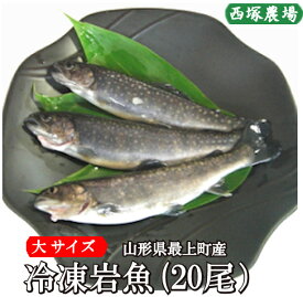 数量限定　山形県産 冷凍岩魚 20匹（大サイズ 腹抜き) 　 焼き魚・揚げ物に最適な大きさ