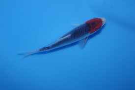 錦鯉観賞魚水槽飼育OK丹頂五色（変わり）10cm錦鯉のカネヒコ産雄雌不明令和4年生まれ