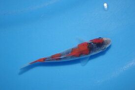 錦鯉観賞魚水槽飼育OK五色10cm錦鯉のカネヒコ産雄雌不明令和4年生まれ