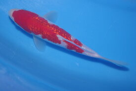錦鯉観賞魚水槽飼育OK銀鱗紅白18．5cm弥源治養鯉場産雄雌不明令和4年生まれ