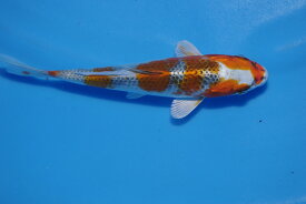 錦鯉観賞魚水槽飼育OK孔雀黄金17cm錦鯉のカネヒコ産雄雌不明令和4年生まれ