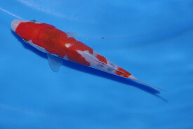 錦鯉観賞魚水槽飼育OK大正三色19cm錦鯉のカネヒコ産雄雌不明令和4年生まれ