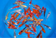 錦鯉観賞魚水槽飼育OK店長お任せ6尾1セット16cmー19cm錦鯉のカネヒコ産雄雌不明令和5～6年生まれ