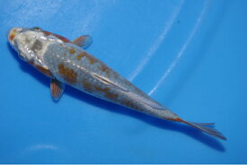 錦鯉観賞魚水槽飼育OK光落ち葉しぐれ16．5cm錦鯉のカネヒコ産雄雌不明令和4年生まれ