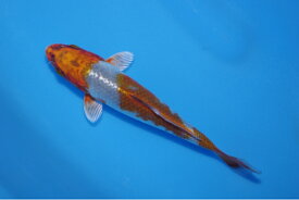 錦鯉観賞魚水槽飼育OK光落ち葉しぐれ15cm錦鯉のカネヒコ産雄雌不明令和4年生まれ
