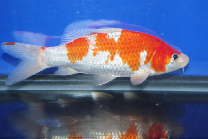☆巨大 水槽 鯉 飼育 観賞用 炭素繊維☆