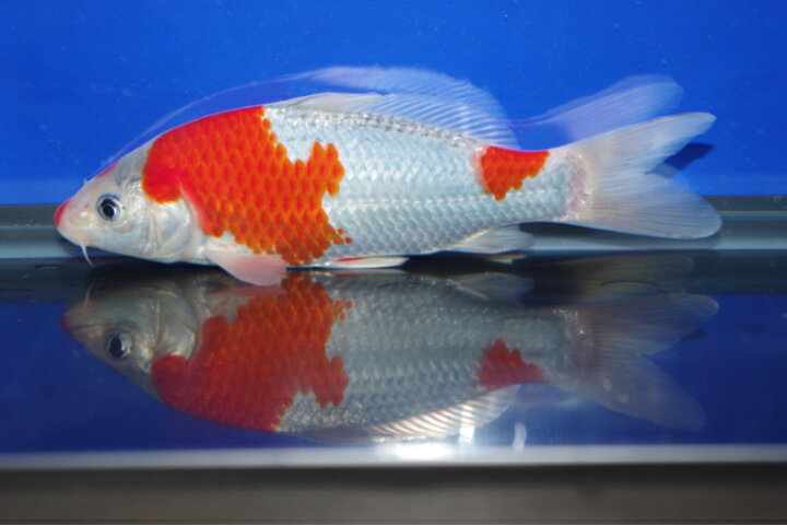 楽天市場】錦鯉観賞魚水槽飼育OK五色19cm弥源治養鯉場産雄雌不明令 