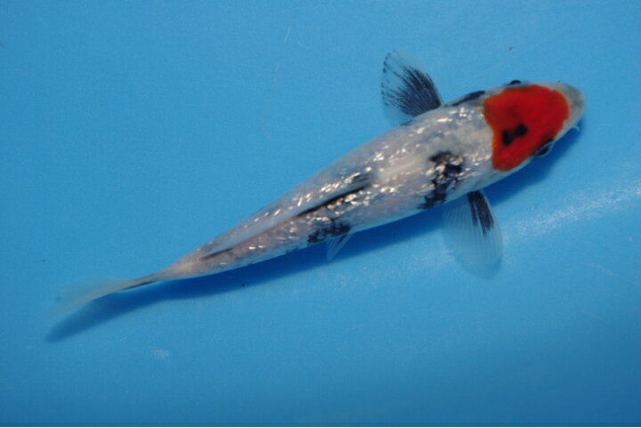 楽天市場】錦鯉観賞魚水槽飼育OK銀鱗丹頂昭和三色13．5cm弥源治養 