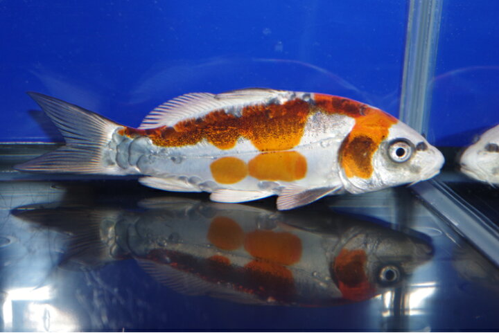 楽天市場】錦鯉観賞魚水槽飼育OK紅輝黒竜18cm弥源治養鯉場産雄雌 