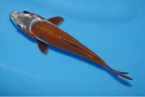 楽天市場】ヒレナガ 鯉（種（観賞魚）鯉・錦鯉）の通販