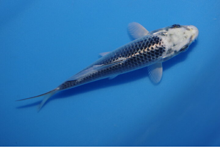 楽天市場】錦鯉観賞魚水槽飼育OK銀松葉黄金12cm錦鯉のカネヒコ産雄 