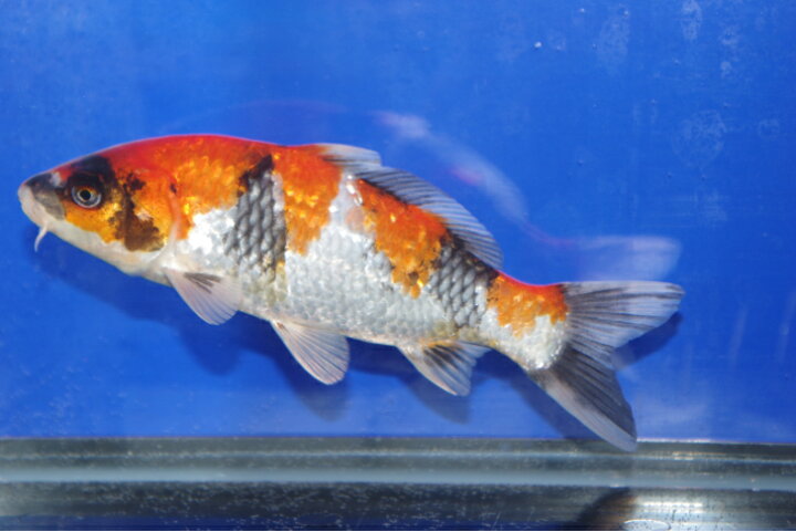 楽天市場】錦鯉観賞魚水槽飼育OK銀鱗昭和三色22．5cm弥源治養鯉場 