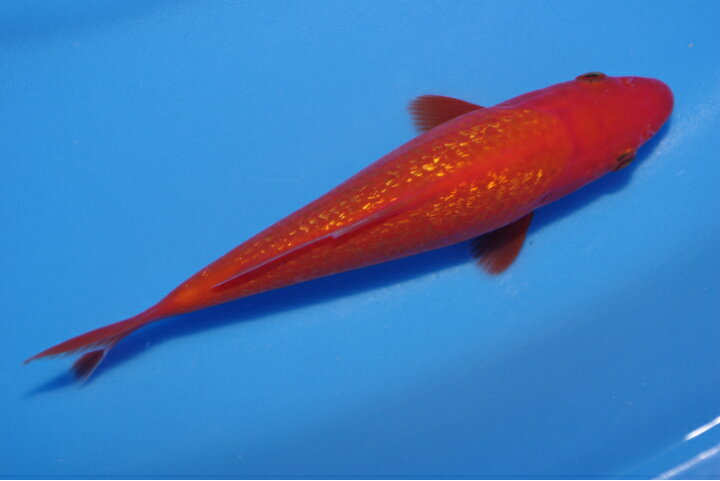 楽天市場】錦鯉観賞魚水槽飼育OK銀鱗紅鯉16．5cm錦鯉のカネヒコ産 