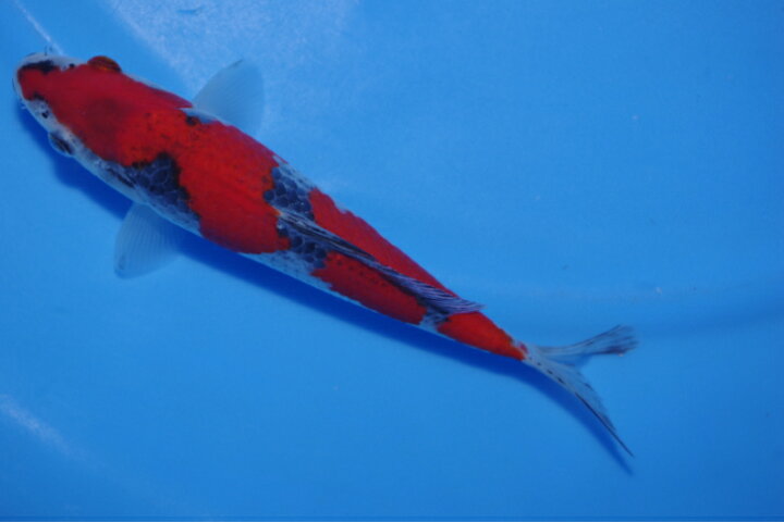 楽天市場】錦鯉観賞魚水槽飼育OK五色21．5cm弥源治養鯉場産雄雌 