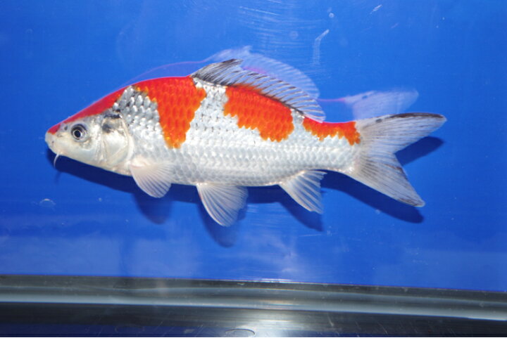 楽天市場】錦鯉観賞魚水槽飼育OK五色21．5cm弥源治養鯉場産雄雌 