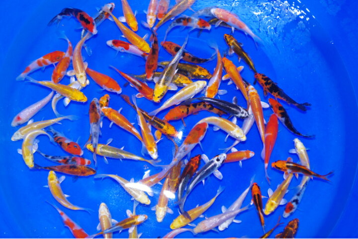 楽天市場】錦鯉観賞魚水槽飼育OK店長お任せ8尾1セット10cm‐12cm 
