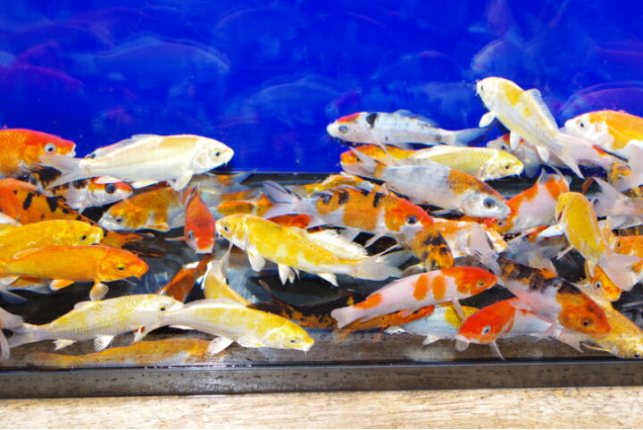 楽天市場】錦鯉観賞魚水槽飼育OK店長お任せ8尾1セット10cm‐12cm 