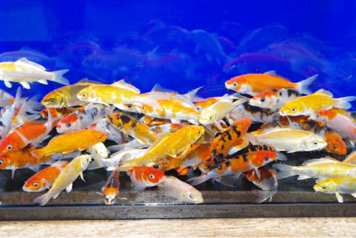 楽天市場】錦鯉観賞魚水槽飼育OK店長お任せ8尾1セット10cm‐12cm 