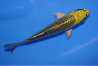 錦鯉観賞魚水槽飼育OK金松葉黄金14．5cm錦鯉のカネヒコ産雄雌不明令和6年生まれ