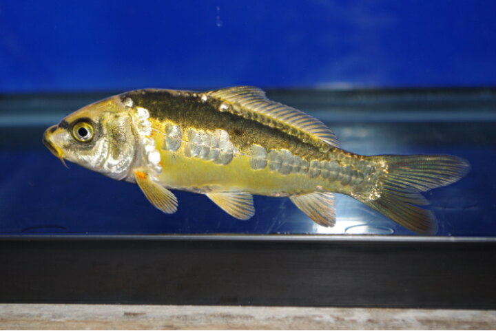 楽天市場】錦鯉観賞魚水槽飼育OKドイツ変わり鯉13cm錦鯉のカネヒコ 