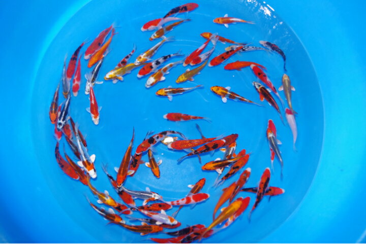 楽天市場】錦鯉観賞魚水槽飼育OK店長お任せ7尾1セット13cmー 