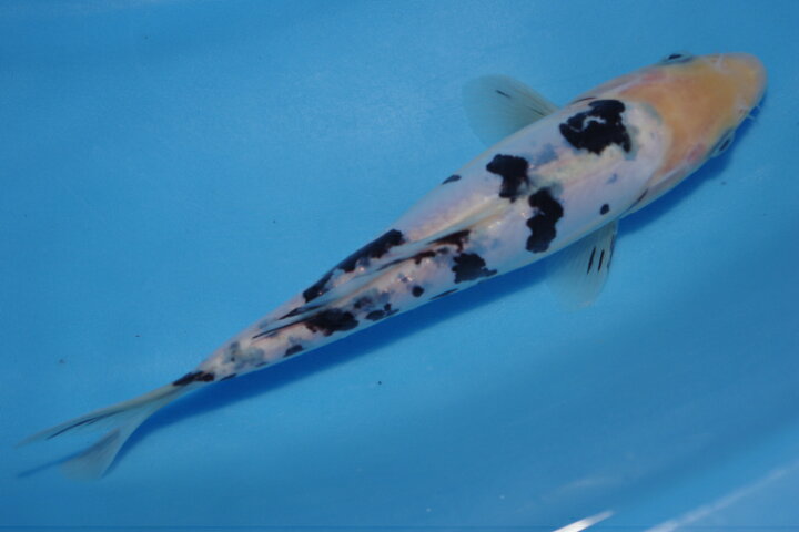 楽天市場】錦鯉観賞魚水槽飼育OKドイツ白べっ甲20cm弥源治養鯉場産 