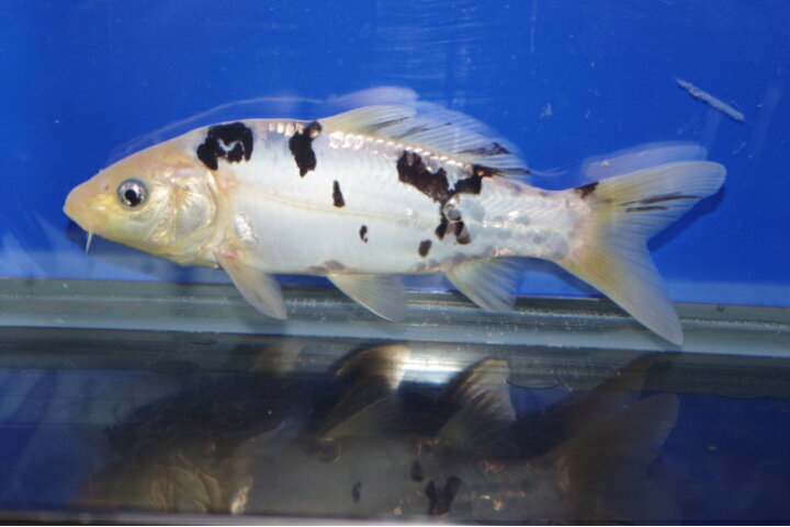 楽天市場】錦鯉観賞魚水槽飼育OKドイツ白べっ甲20cm弥源治養鯉場産 