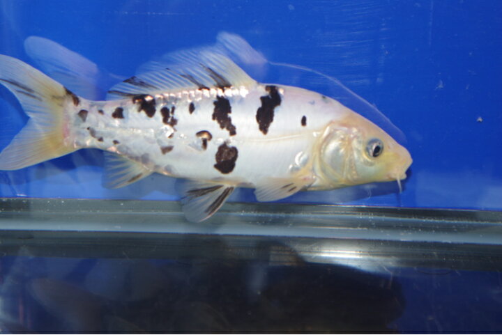 楽天市場】錦鯉観賞魚水槽飼育OKドイツ白べっ甲20cm弥源治養鯉場産 