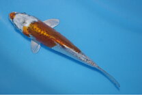 楽天市場】ヒレナガニシキゴイ（熱帯魚・アクアリウム｜ペット・ペット 