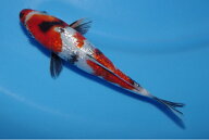 錦鯉観賞魚水槽飼育OK銀鱗昭和三色20．5cm弥源治養鯉場産雄雌不明令和6年生まれ